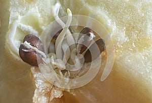 Klíčení naklíčených jablko semena uvnitř tělo 