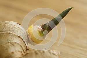 Sprouting ginger root