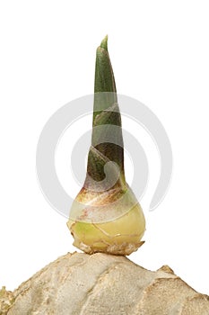 Sprouting ginger root