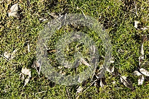 Sprouting grass. macro