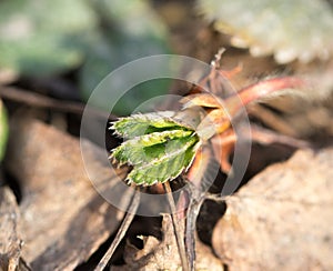 Sprouting grass. macro