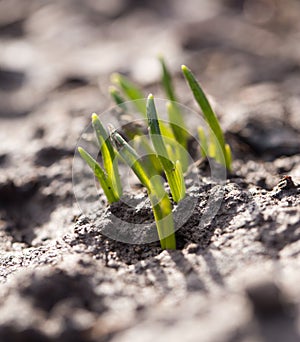 Sprouting grass. macro