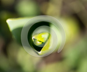 Sprouting grass. macro