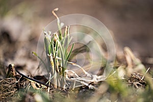 Sprouting grass. macro