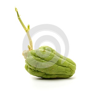 Sprouting green chayote