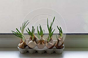 sprouting green onions in eggs package. Recycling, idea., growing, recycled, container, kitchen.