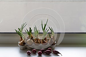 sprouting green onions in eggs package and red onions. Recycling idea. Spring backgrounds