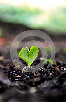 Sprouting Heart photo