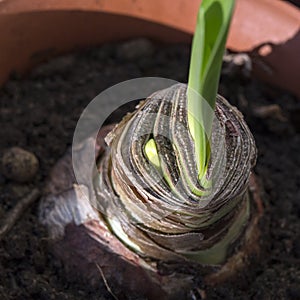 Sprouting hippeastrum close up