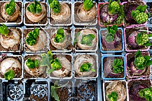 Sprouting hyacinth bulbs on display