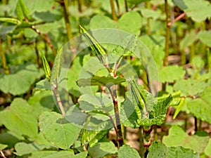 Sprouting japanese knotweed plants - Fallopia japonica