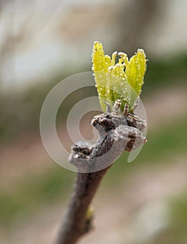 Sprouting leaves of Rose of Sharon tree