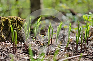 Sprouting lilies of the valley in the forest in early spring