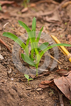 Sprouting maize seedlings on the forest floor