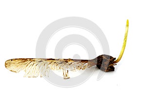 Sprouting maple seed