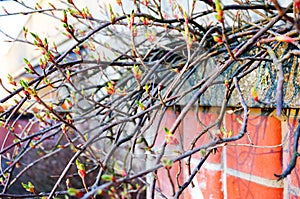 Sprouting new leaves on branch in spring