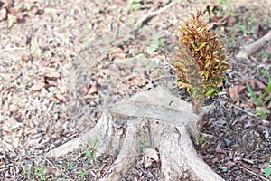 Sprouting new life on a chopped tree trunk.