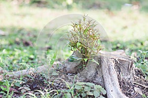 Sprouting new life on a chopped tree trunk.