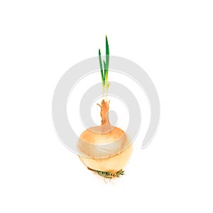 Sprouting onion