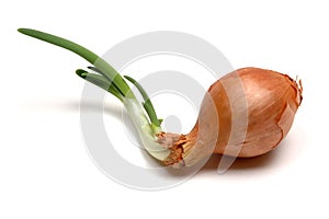 Sprouting onion