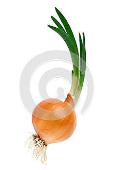 Sprouting onions