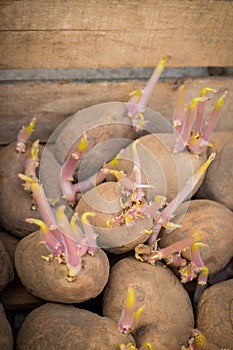 Sprouting organic potatoes ready for planting