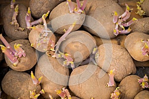 Sprouting organic potatoes ready for planting