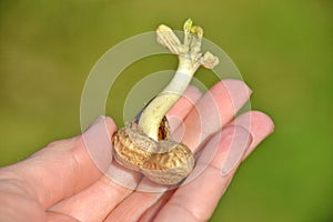 Sprouting peanut in your hand