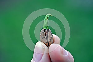 A sprouting pine seed, Stone pine