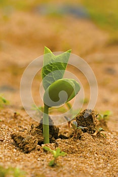 Sprouting plant. Pondicherry, Tamil Nadu