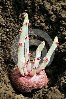 Sprouting Potato photo