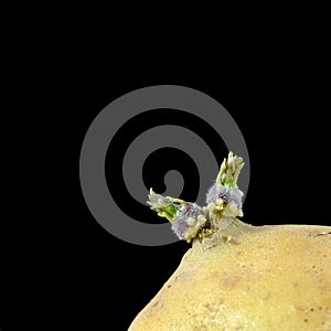 Sprouting potato