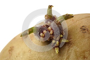 Sprouting potato Solanum tuberosum. Macro. Isolated on white