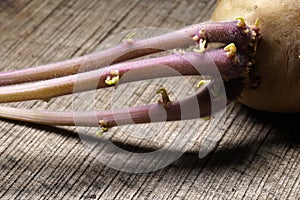 Sprouting potato, Solanum tuberosum, on wooden background