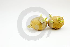 Sprouting Potato tubers