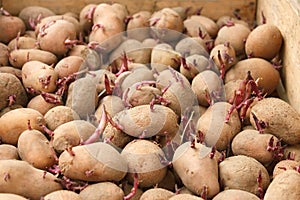 Sprouting potato tubers before planting