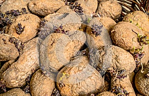 Sprouting potatoes cornered