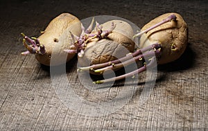 Sprouting potatoes, Solanum tuberosum, on wooden background