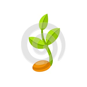 Sprouting seed illustration