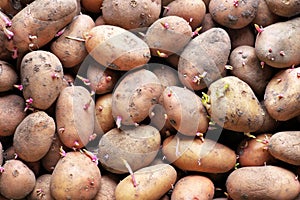 Sprouting seed potatoes ready for planting background.