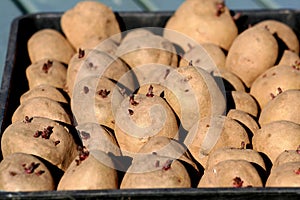 sprouting seed potatoes in tray for planting.