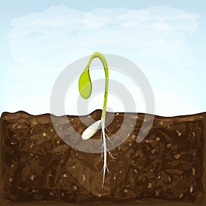 Sprouting seed of vegetable. sprout in soil with seed and underground roots system. young green shoot vector illustration. spring
