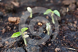 Sprouting seeds photo