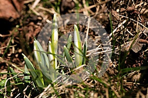 Sprouting snowdrops. Symbol and sign of spring. The first spring flowers.