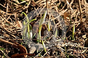 Sprouting snowdrops. Symbol and sign of spring. The first spring flowers.