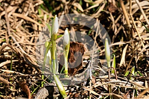 Sprouting snowdrops. Symbol and sign of spring. The first spring flowers.