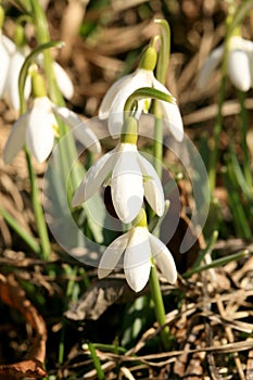 Sprouting snowdrops. Symbol and sign of spring. The first spring flowers.