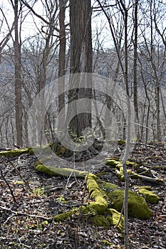 Sprouting and sprawling roots at Niagara Glen