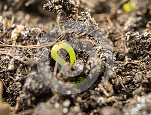 Sprouting sprout of grass Macro