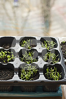 sprouting sprouts of seedlings in a plastic container on the window